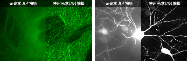 无光学切片拍摄/使用光学切片拍摄